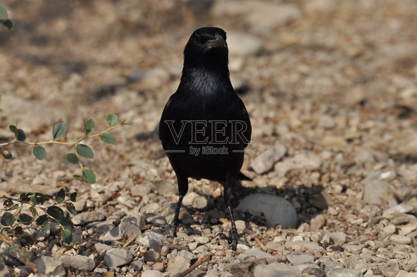 以色列恩戈地国家公园的黑亮异国鸟类：紫辉椋鸟照片摄影图片