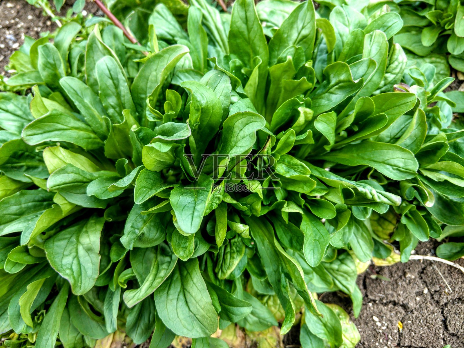 在有机花园的早春玉米沙拉或缬草照片摄影图片