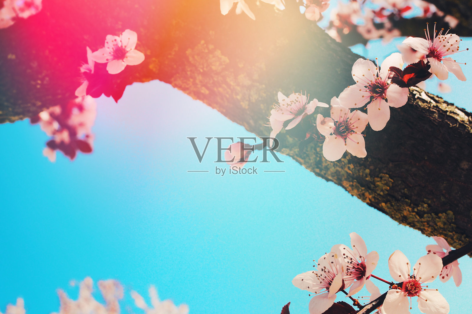 美丽的樱花，春天的樱花在蓝色的天空与粉红色的光线的太阳照片摄影图片