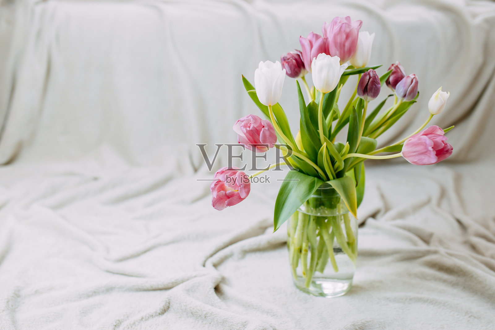 春天的花，玻璃花瓶里的一束郁金香。白色和粉红色的郁金香在米色格子上。照片摄影图片