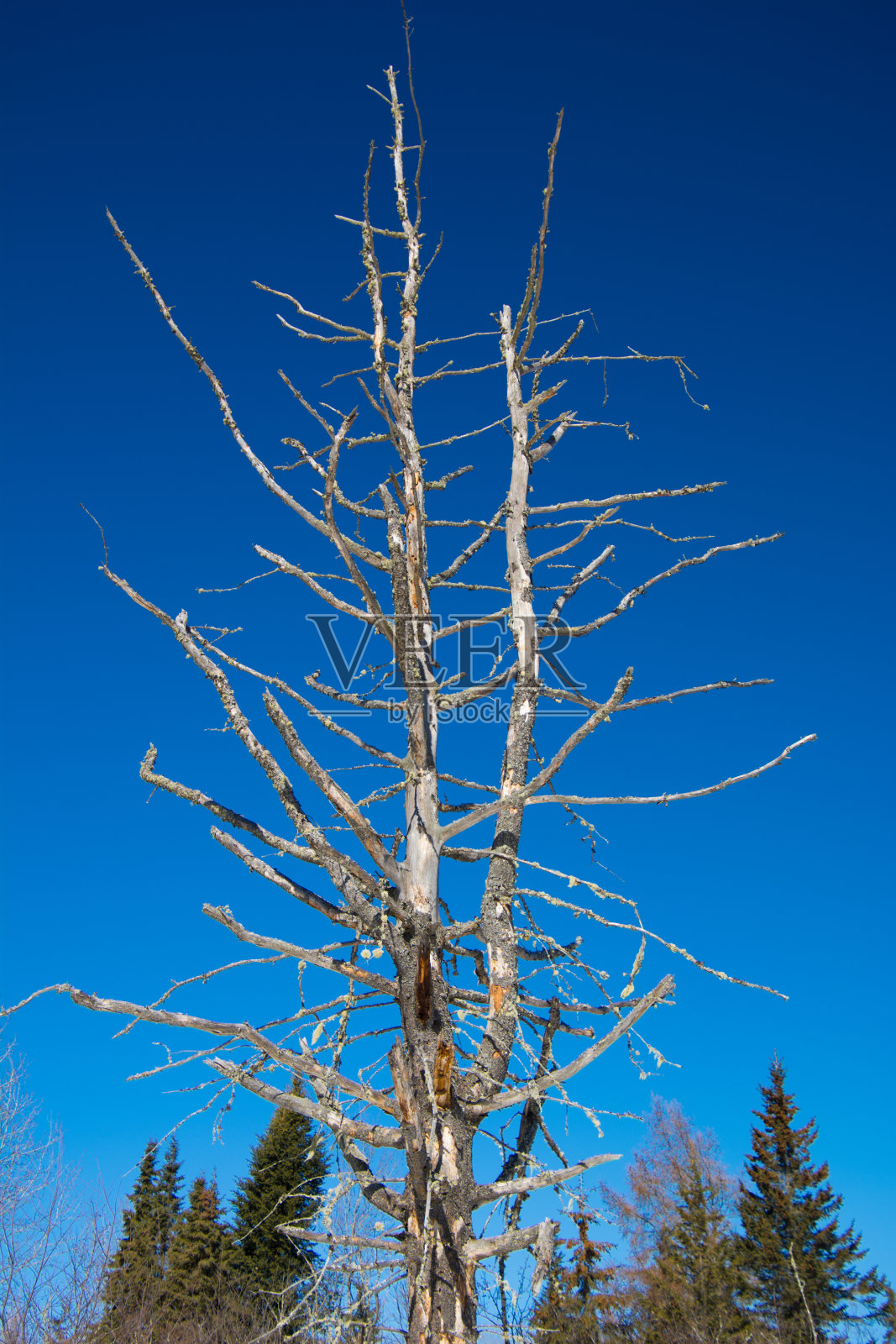 魁北克，加拿大森林里的一棵枯树照片摄影图片