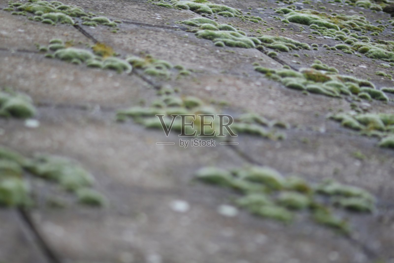 苔藓关闭照片摄影图片