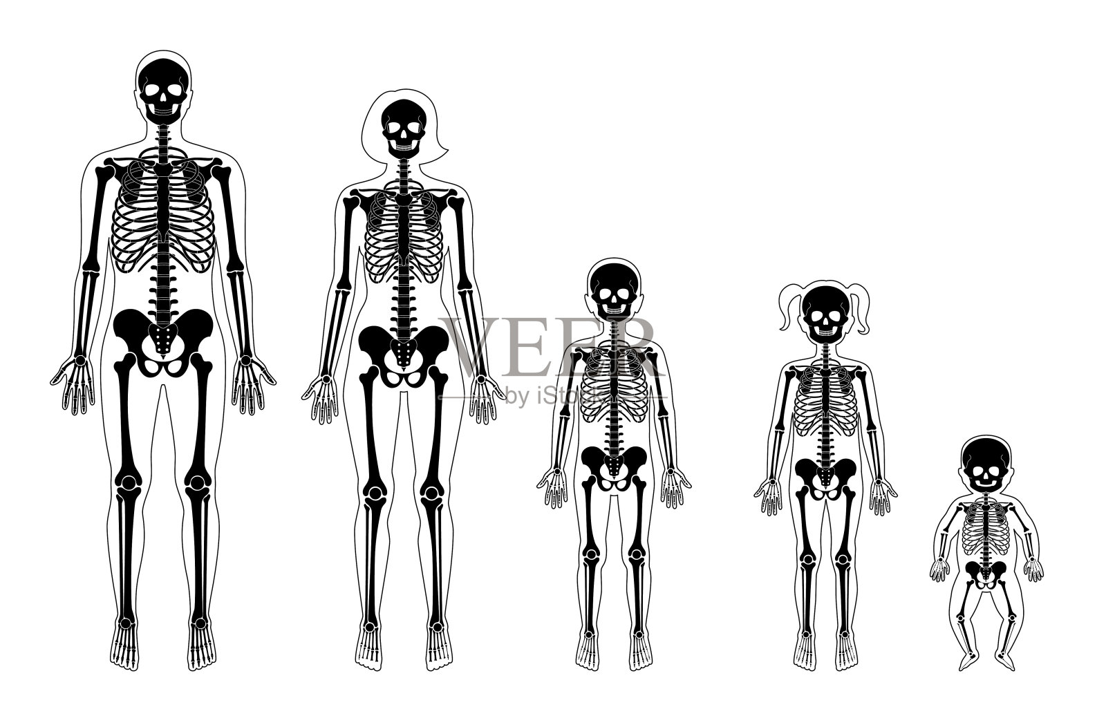 不同年龄的人类骨架插画图片素材
