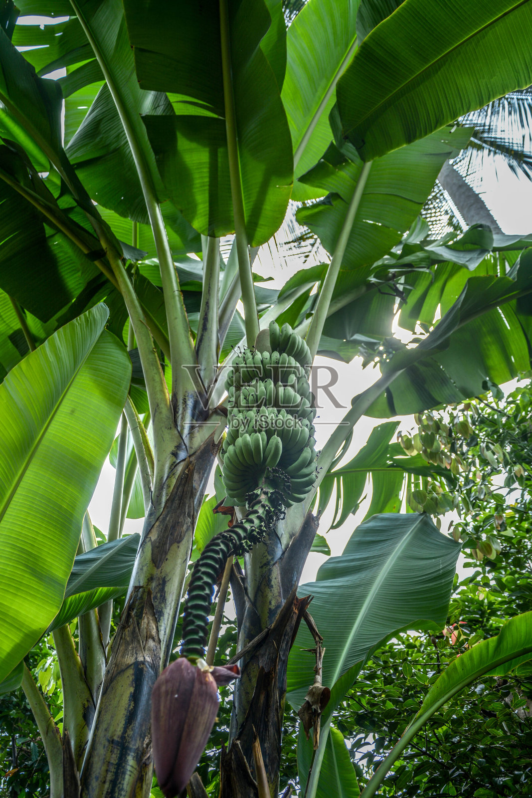 香蕉树和新鲜的绿色香蕉照片摄影图片