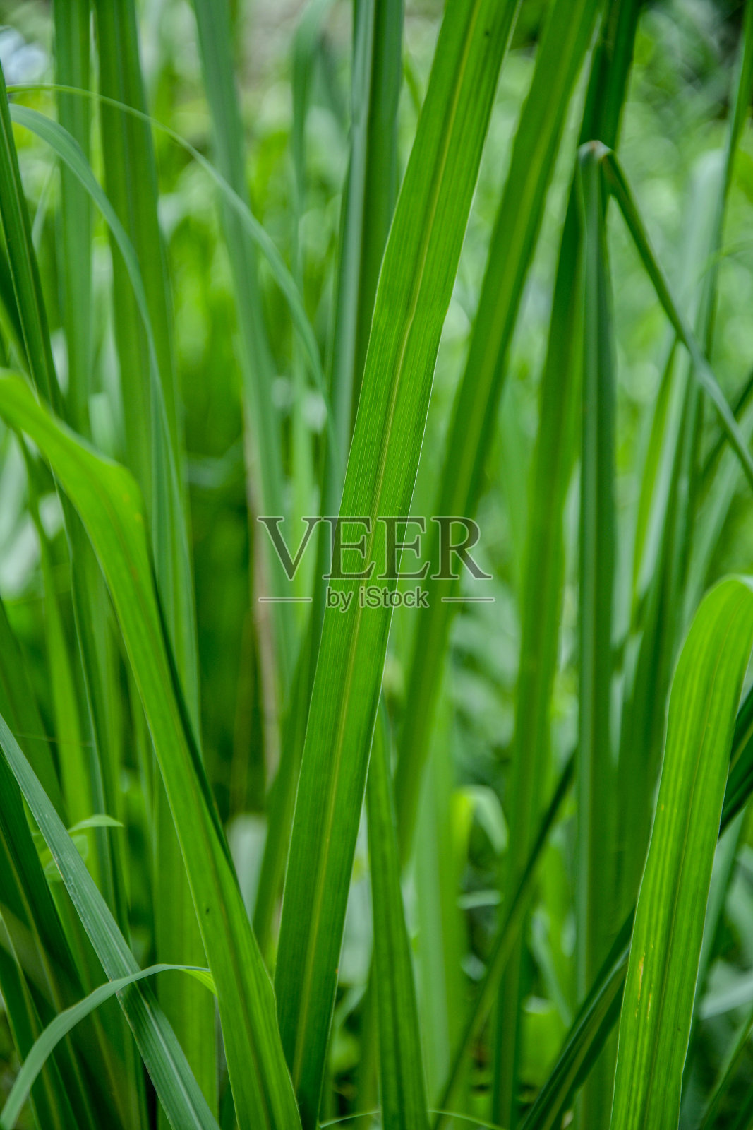 柠檬草在农场照片摄影图片