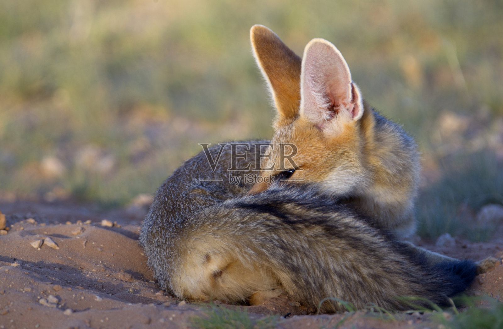 角狐在它的洞穴。照片摄影图片