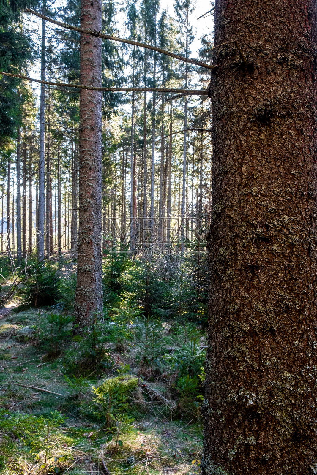 人们徒步旅行，徒步旅行，在一个黑森林，德国，槽瀑布和树木照片摄影图片
