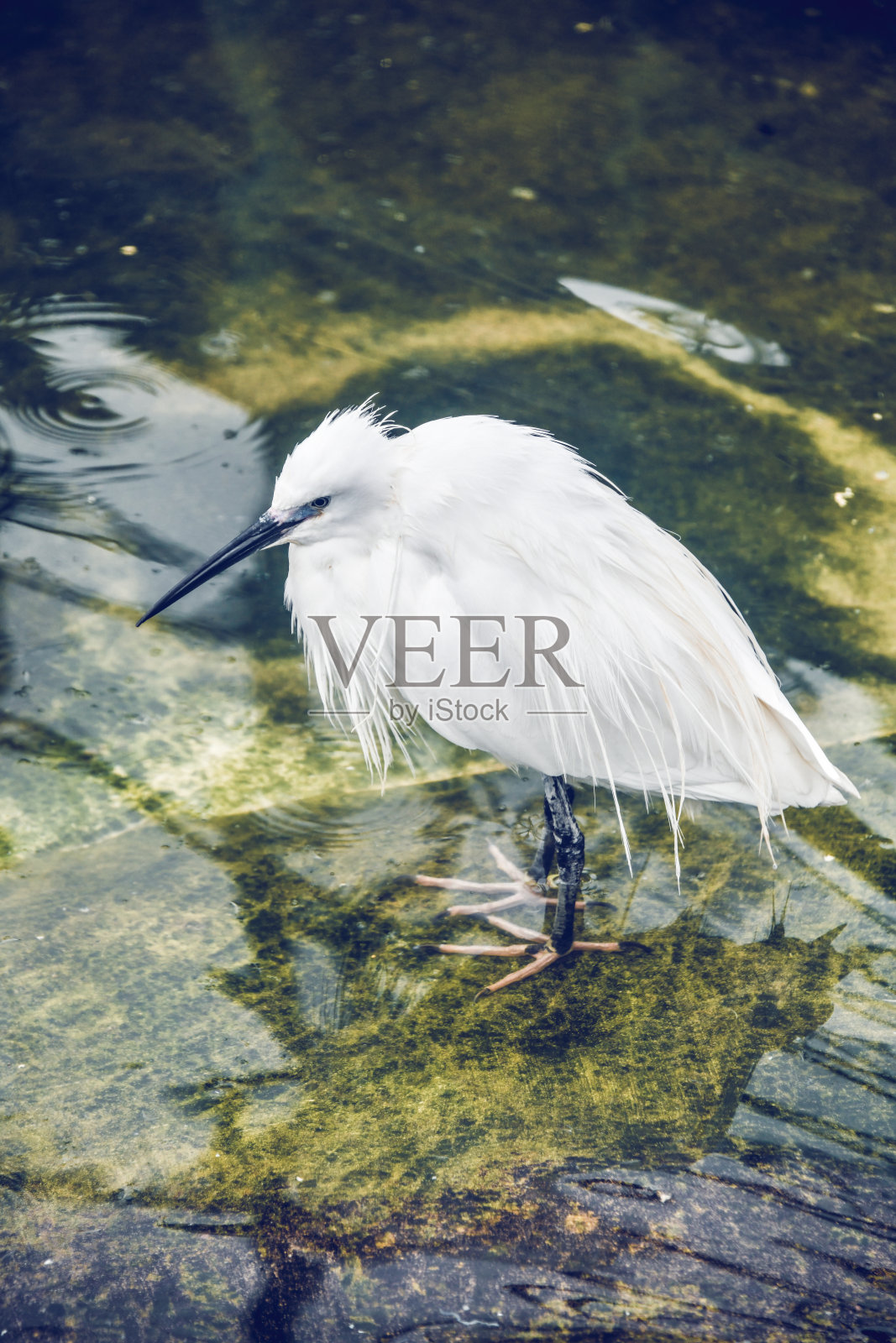 在浅水区寻找猎物照片摄影图片