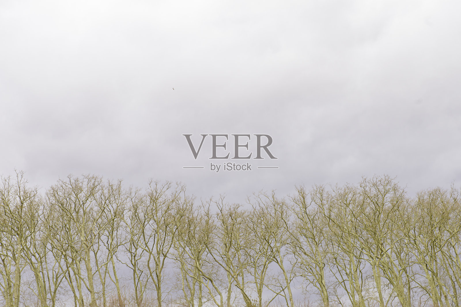 自然景观照片摄影图片