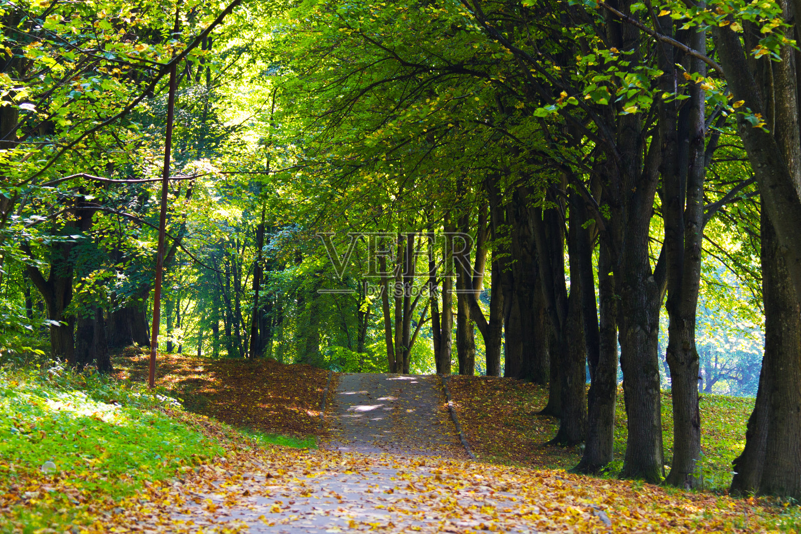 公园里充满气氛的小路或小径，地上有黄叶照片摄影图片