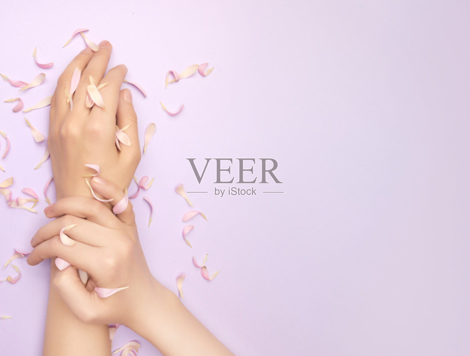 粉红色的花瓣在一个温柔的女人的手在紫罗兰的背景。美容院广告的概念。母亲节的礼品券照片摄影图片