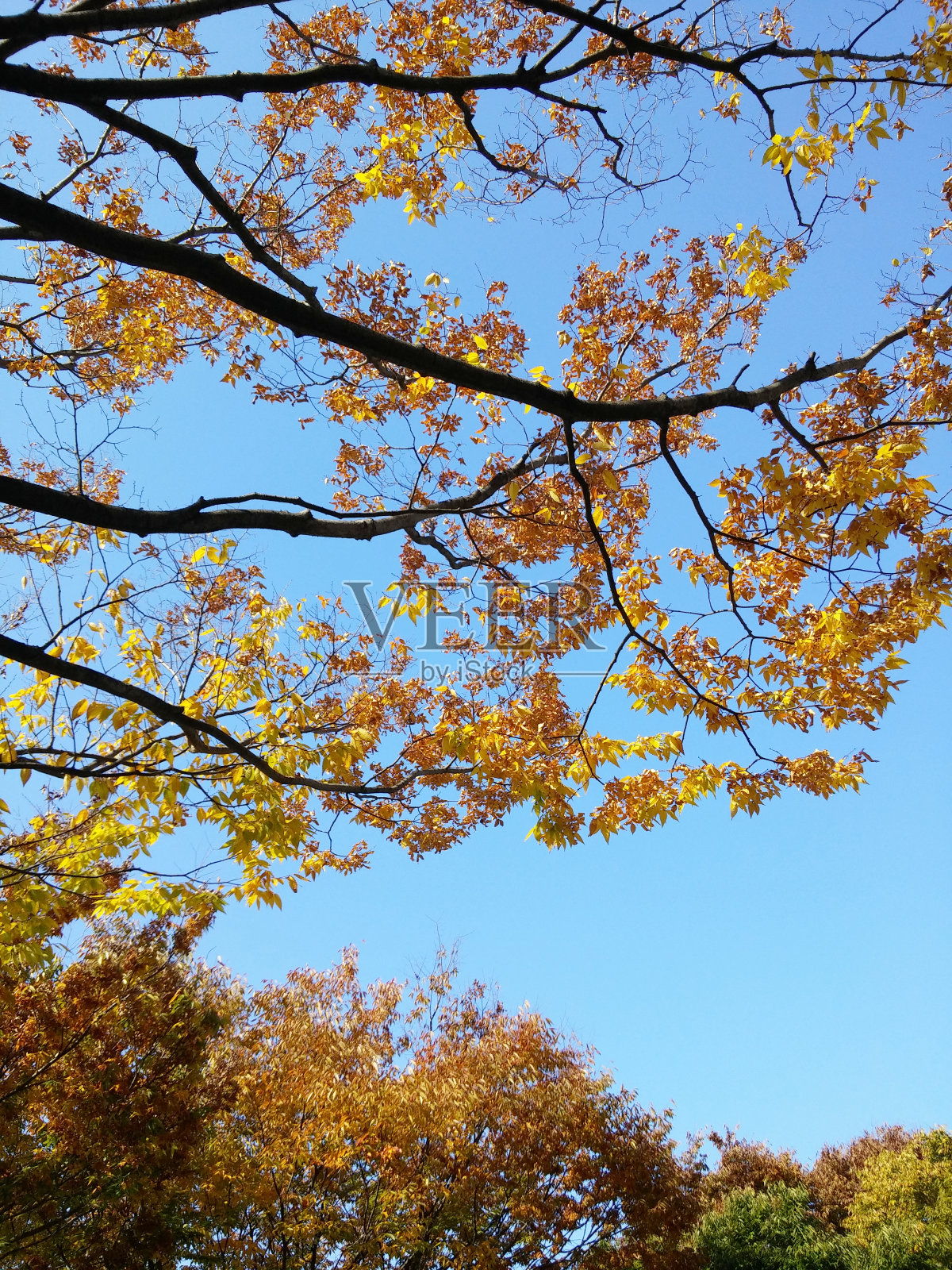 蓝色的天空和黄色的树叶照片摄影图片