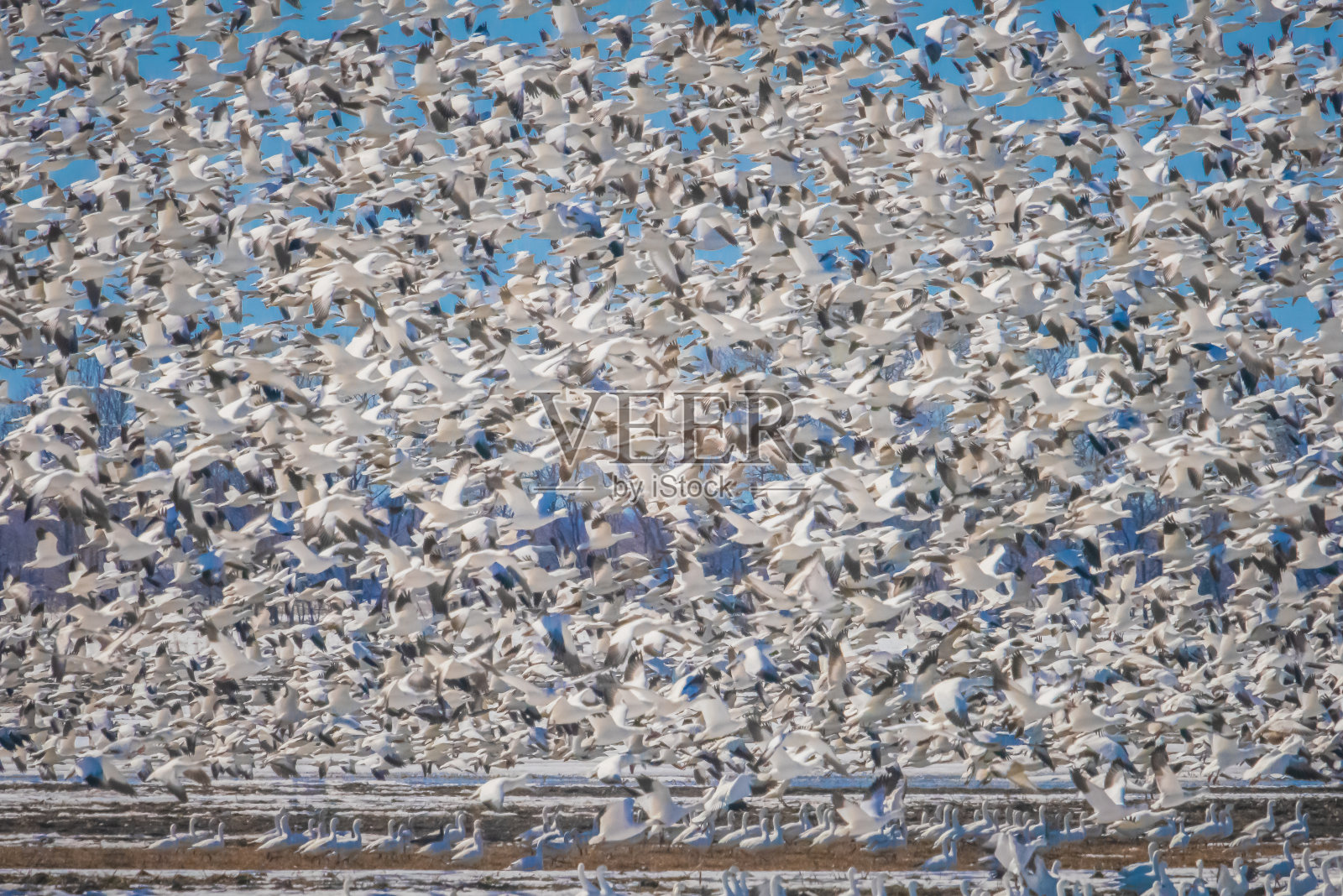 飞行中的加拿大白鹅照片摄影图片