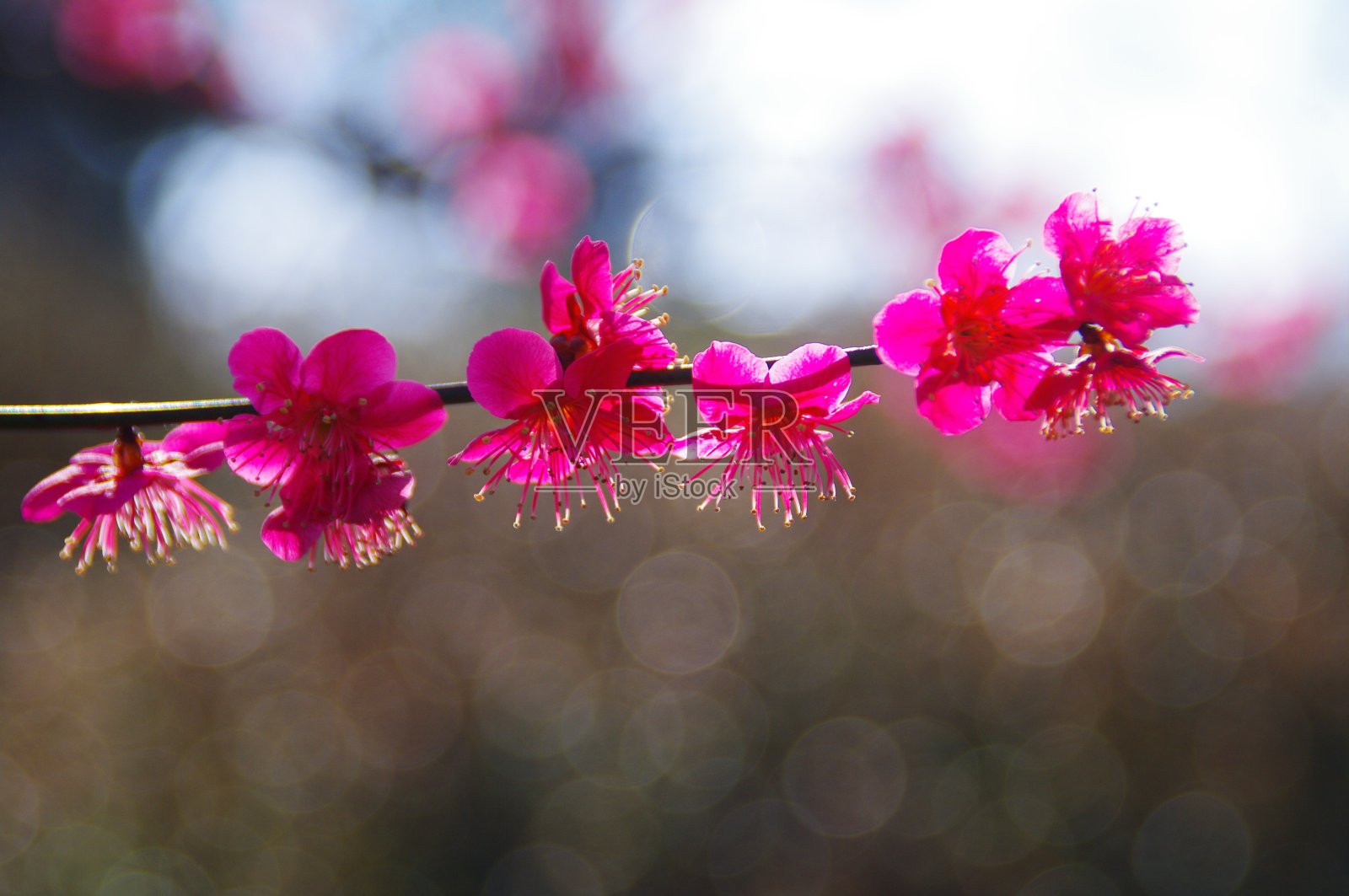 韩国全州植物园的春花正在绽放，给观者一种微笑。照片摄影图片