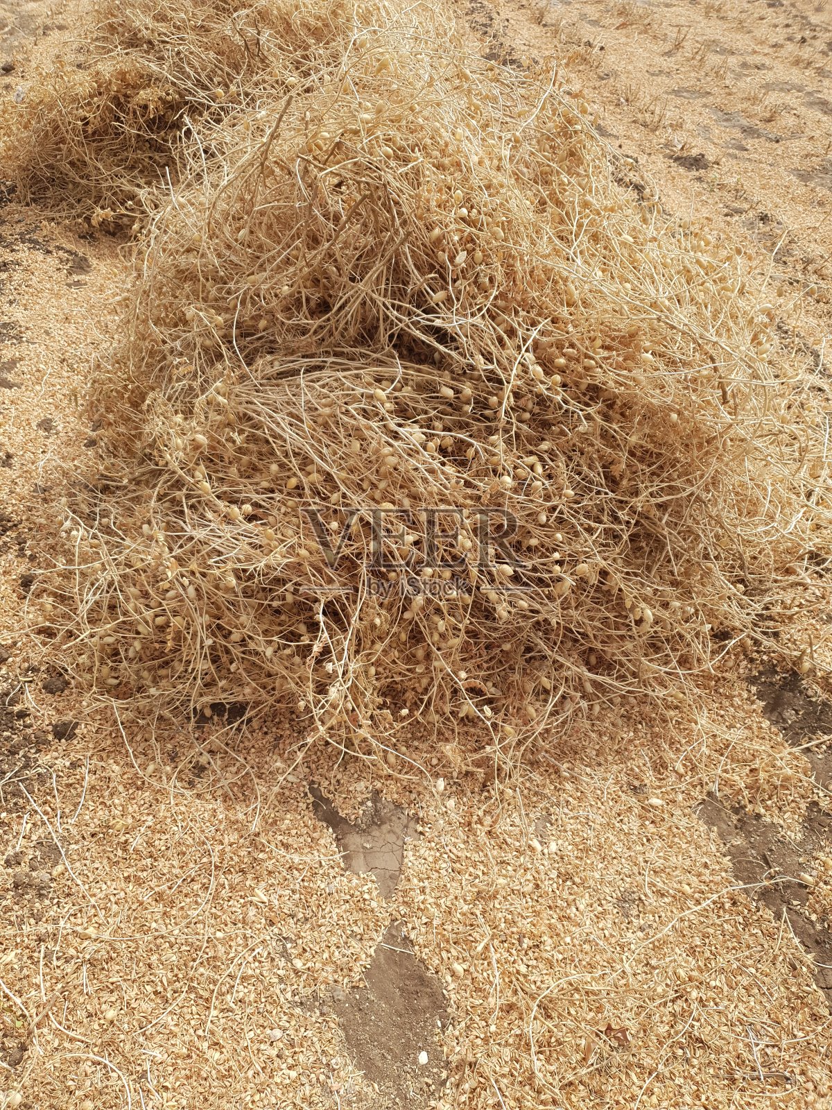 新鲜鹰嘴豆植物的特写。干燥的鹰嘴豆植物。照片摄影图片