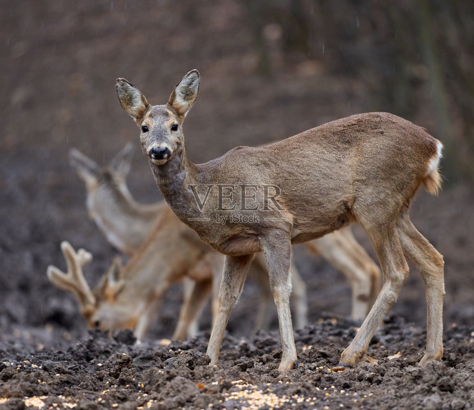 狍子群在森林里照片摄影图片