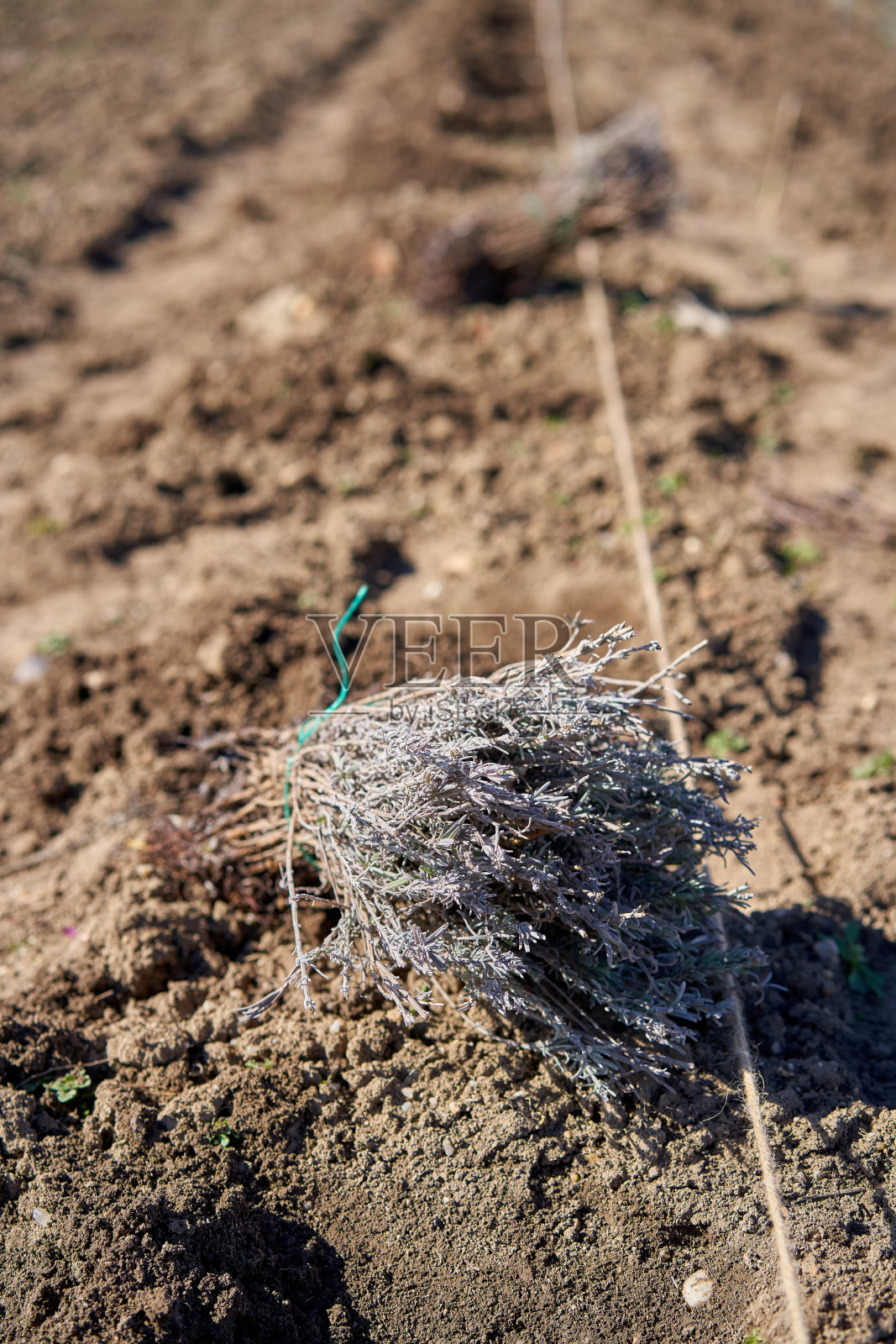 春天的薰衣草丛照片摄影图片