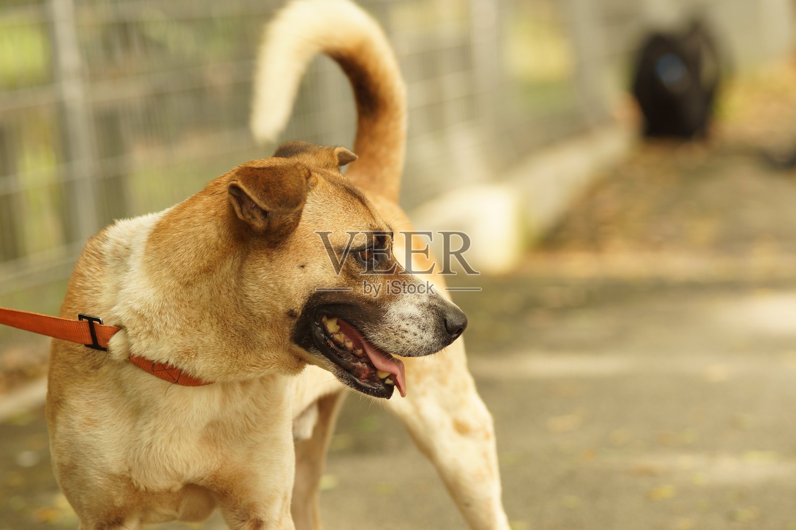 狗在皮带照片摄影图片