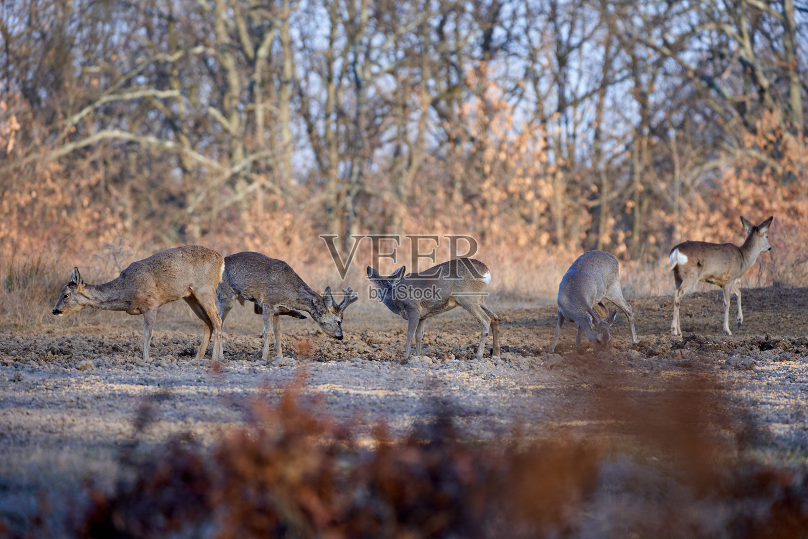 狍子群在森林里照片摄影图片