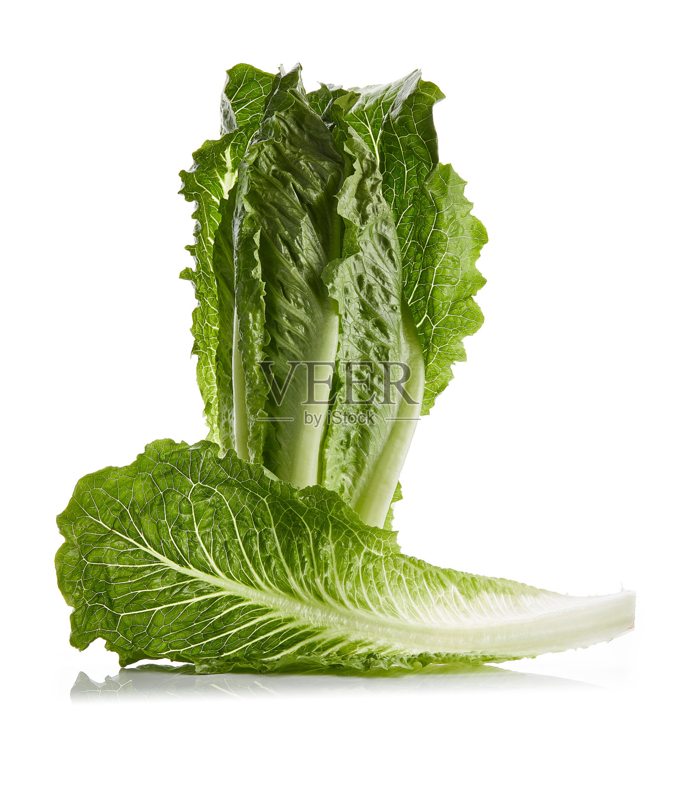 长叶莴苣甲基照片摄影图片