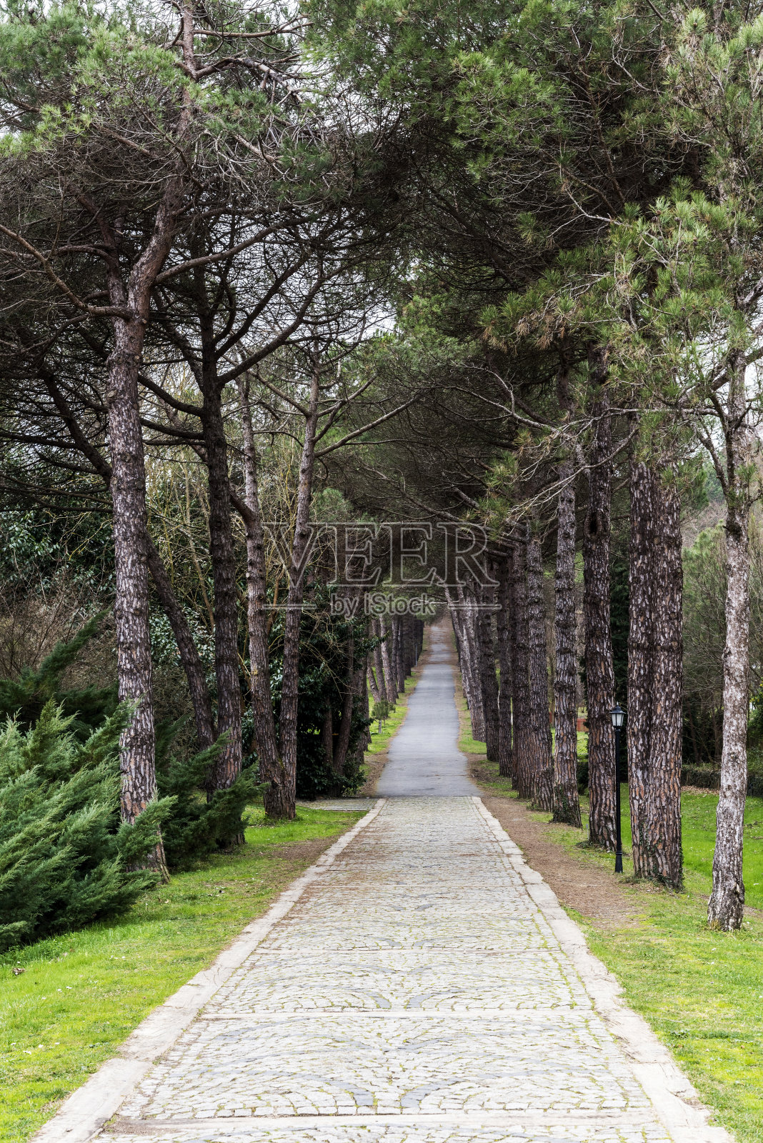 土耳其阿塔图尔克植物园松树间长长的步行道照片摄影图片