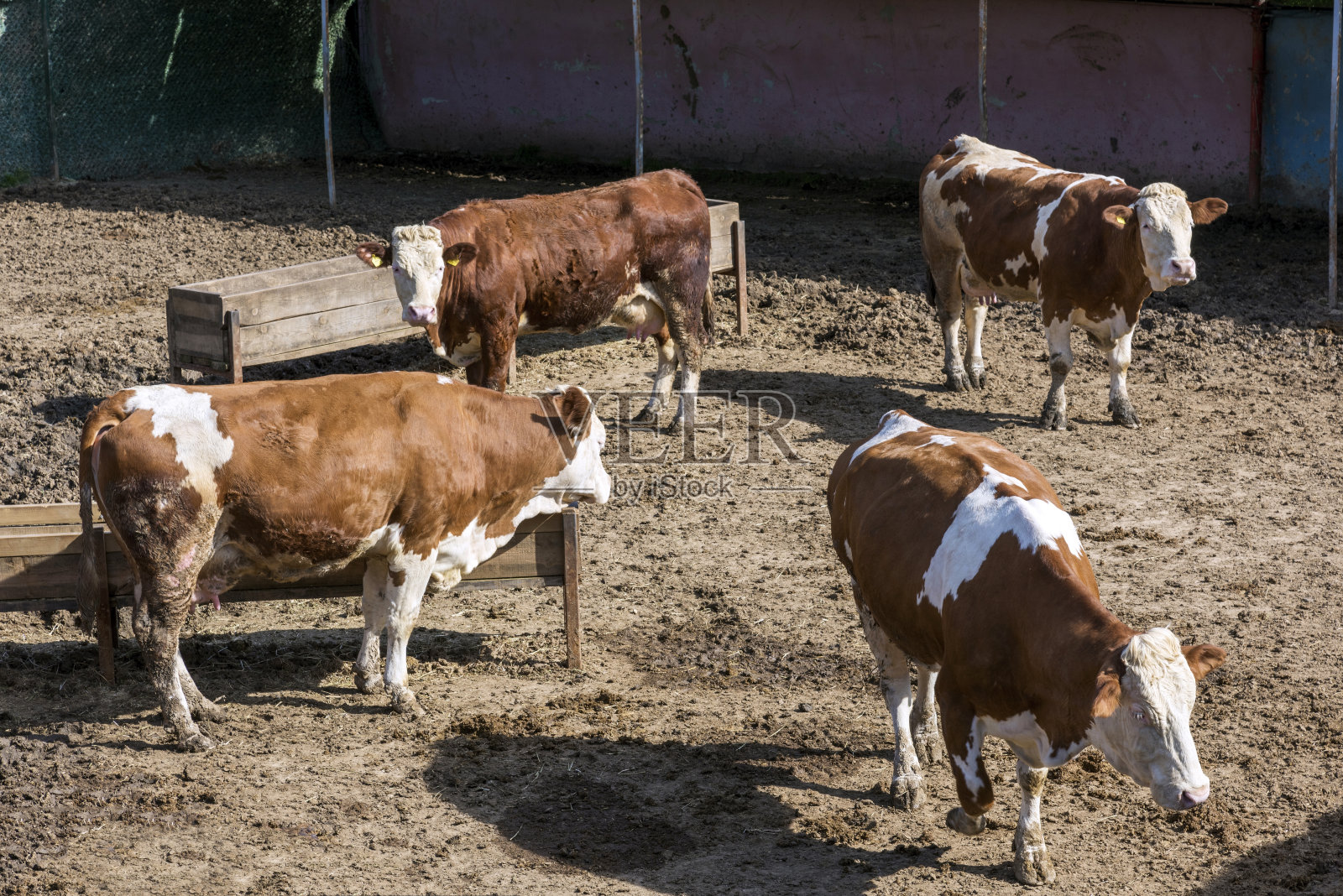 西门塔尔牛在农场里自由奔跑照片摄影图片