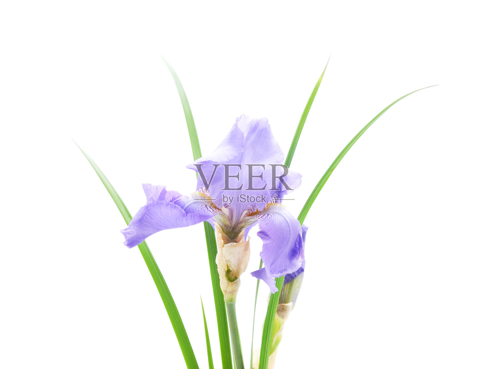 蓝色的美丽的虹膜。照片摄影图片