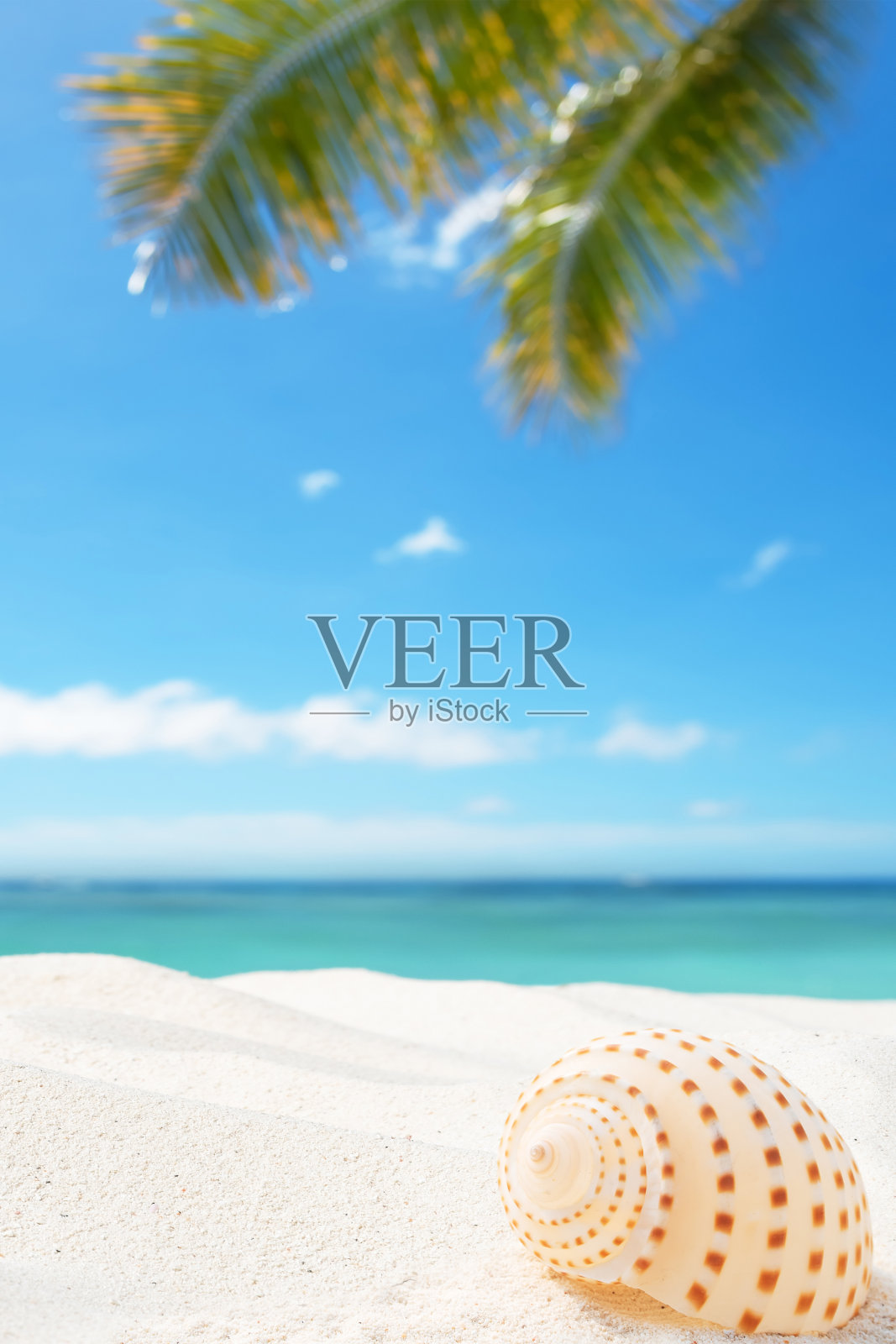 热带海滩，有贝壳和棕榈树照片摄影图片