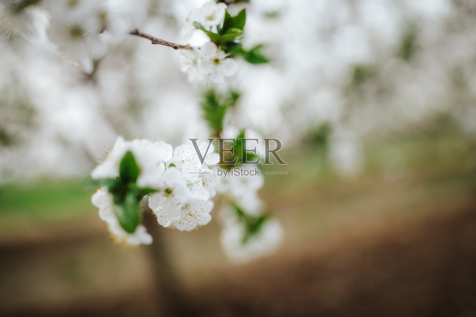 春天的樱桃树照片摄影图片