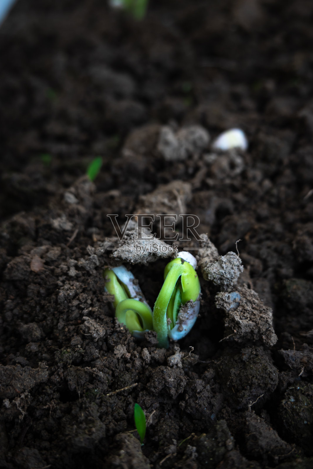 海军蓝豆芽阳光下农业田栽培照片摄影图片