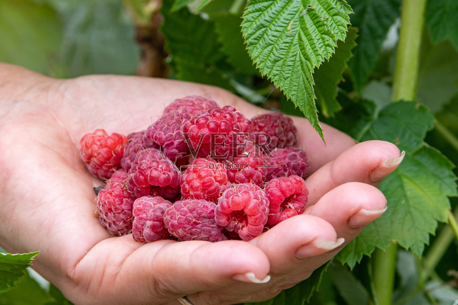 一个女人手里拿着一把新鲜采摘的覆盆子照片摄影图片