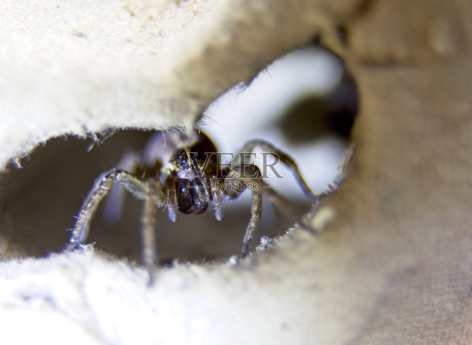 蜘蛛照片摄影图片