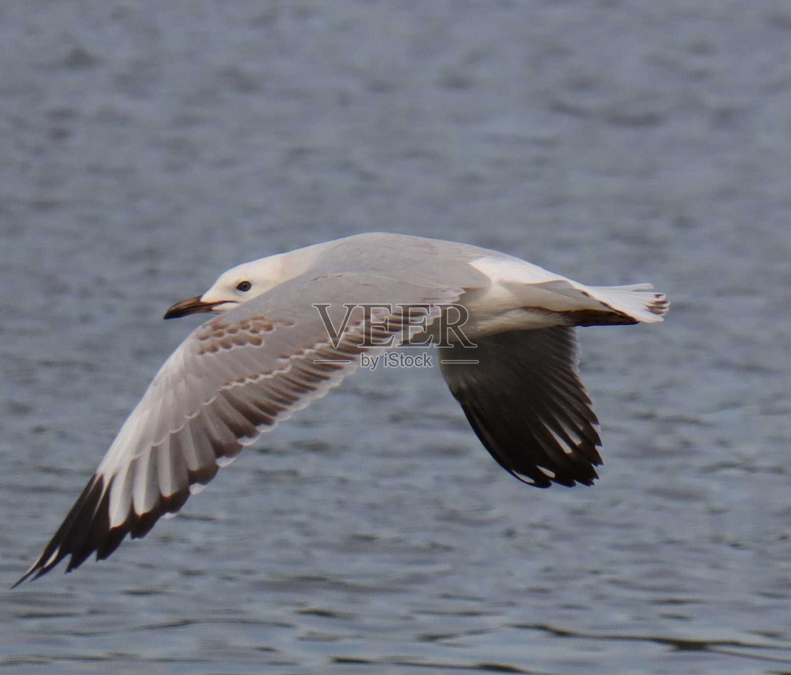 在澳大利亚墨尔本公园的湖面上，一只海鸥在全速飞行照片摄影图片