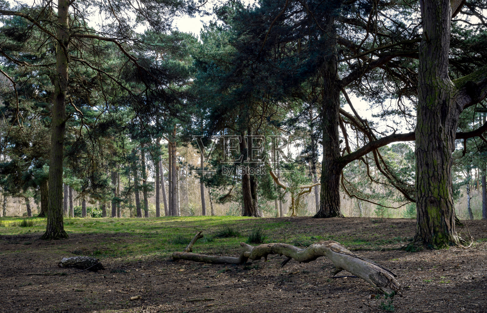 林地的场景。照片摄影图片