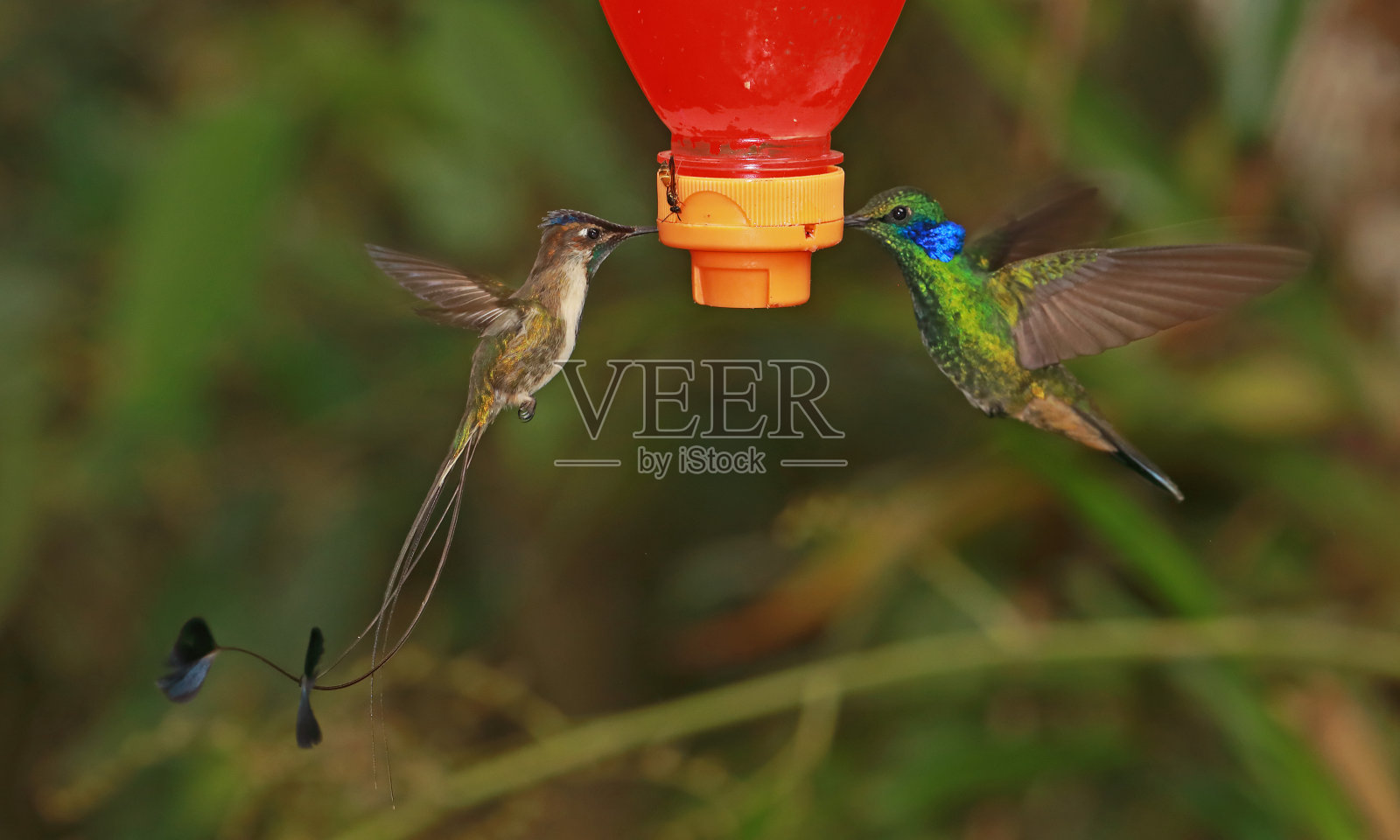 奇妙的匙尾和闪耀的紫罗兰泪照片摄影图片
