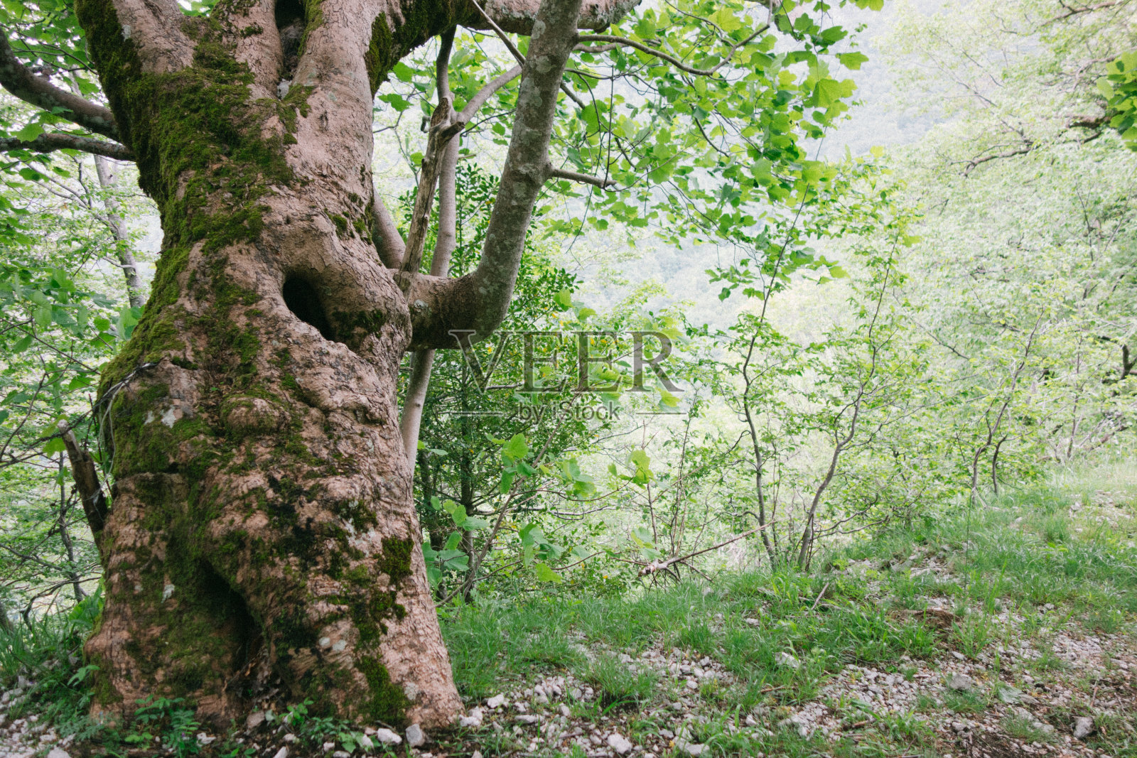 树林里的树照片摄影图片