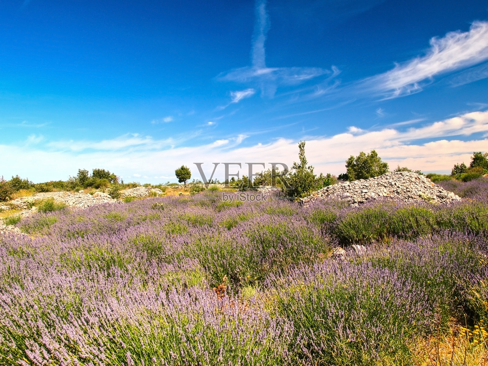 赫瓦尔岛薰衣草田照片摄影图片