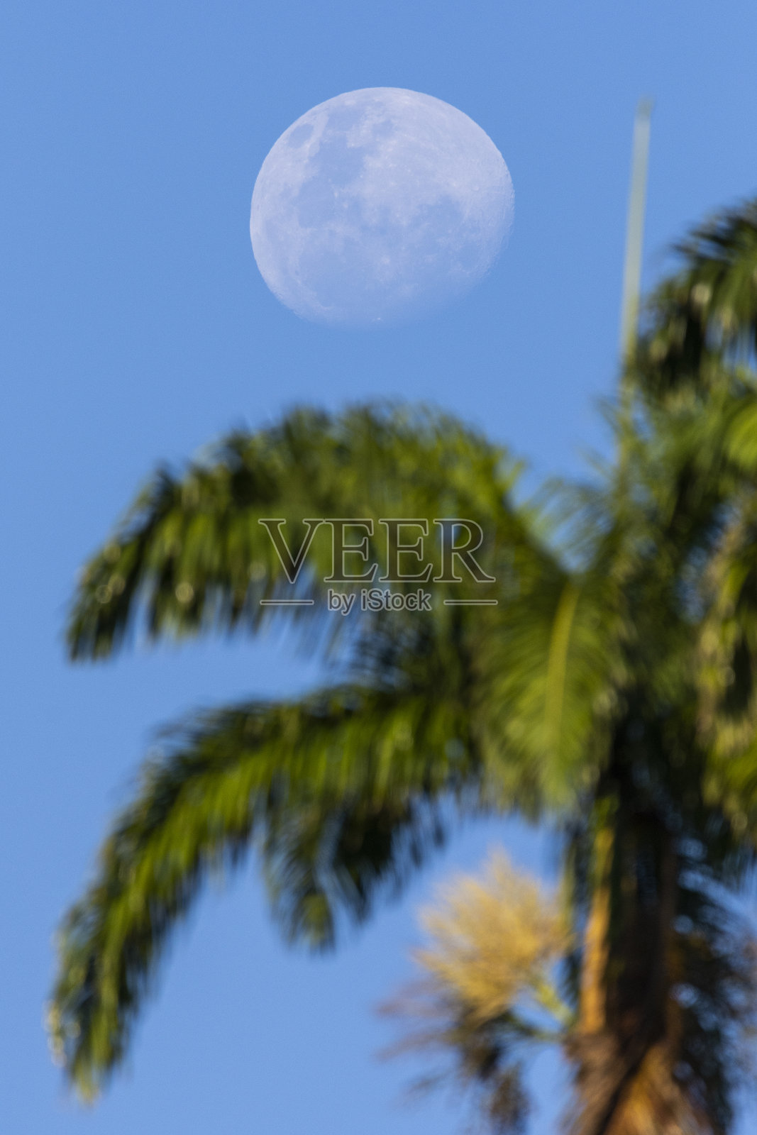蔚蓝的天空，棕榈树和白色的月亮，美丽的风景照片摄影图片