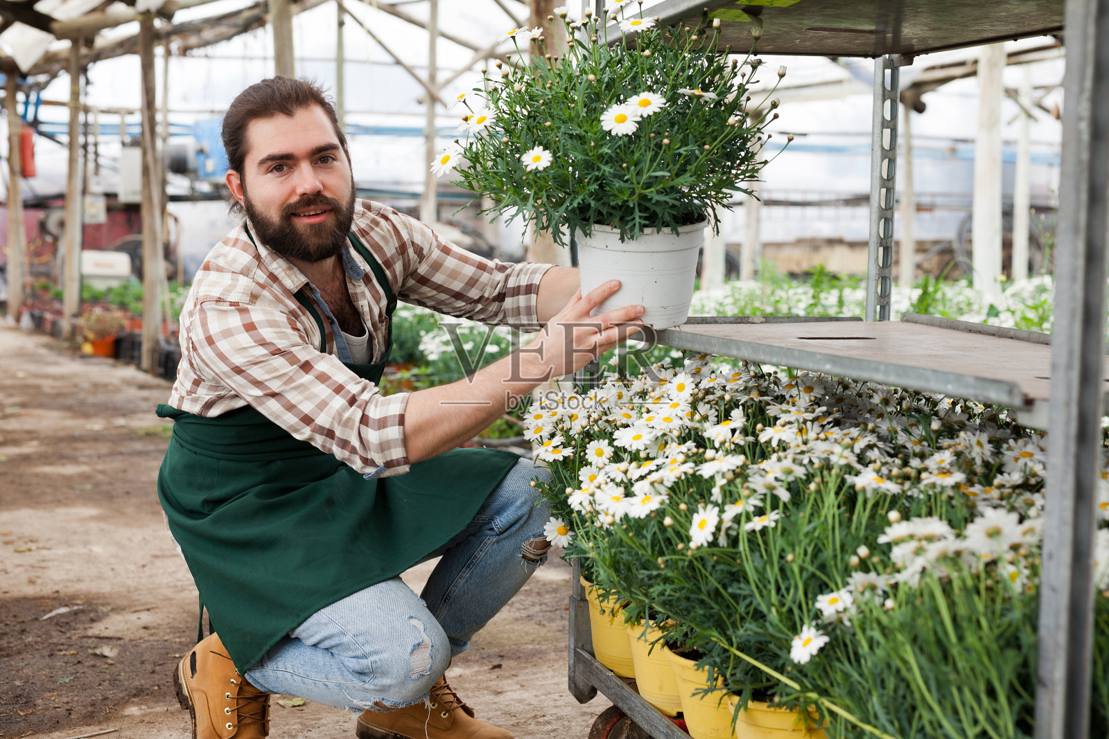 工人检查非洲雏菊照片摄影图片