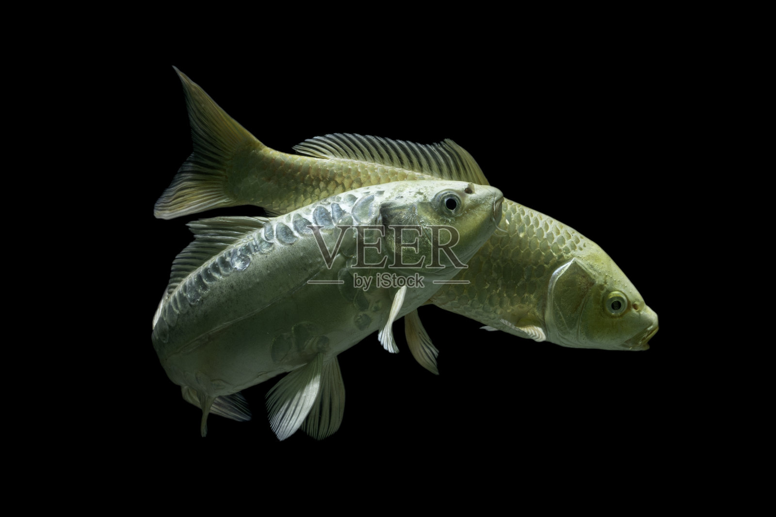 锦鲤鱼白金背景黑色照片摄影图片