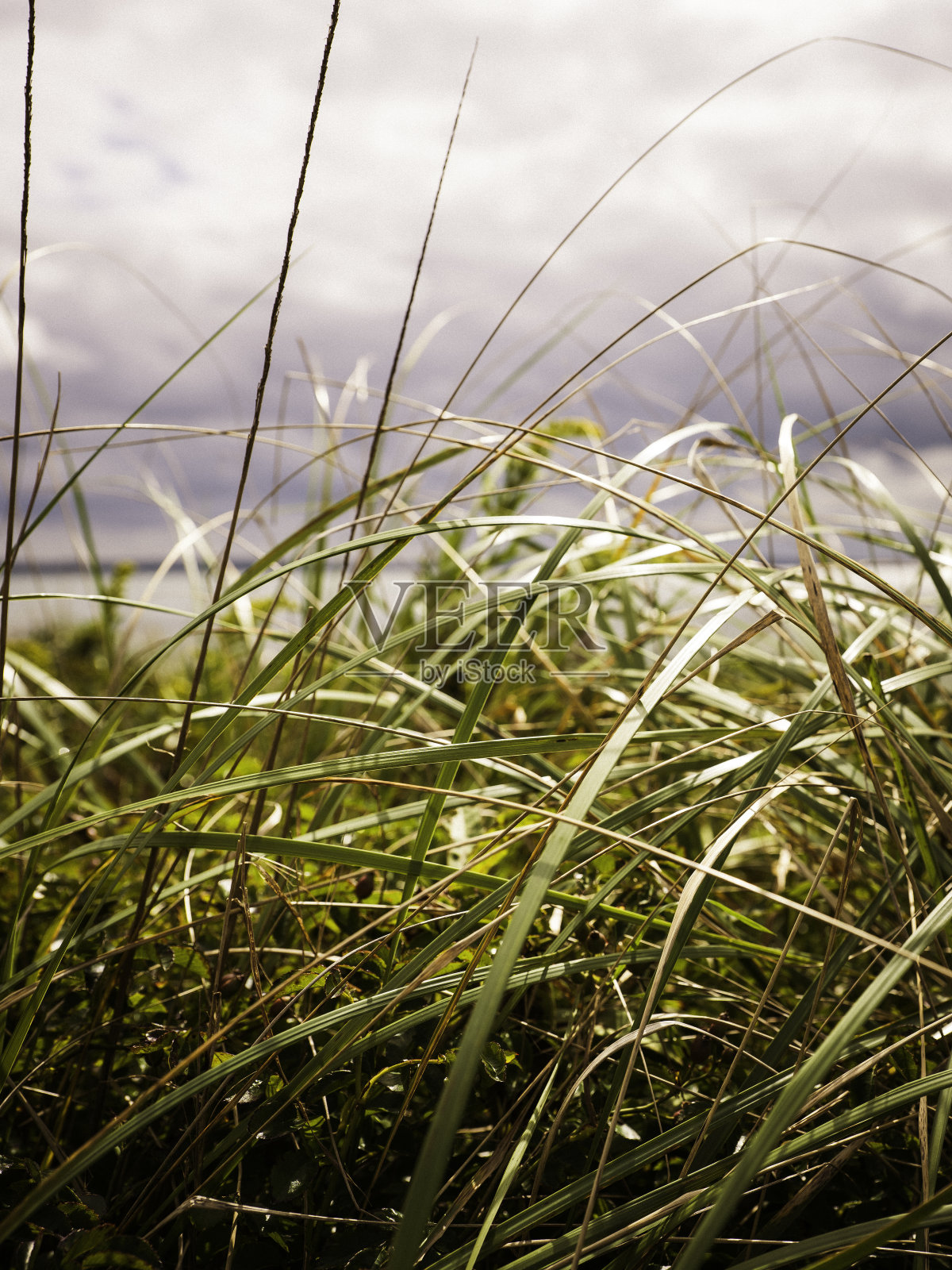 岸边生长的野生海滩草的叶片照片摄影图片