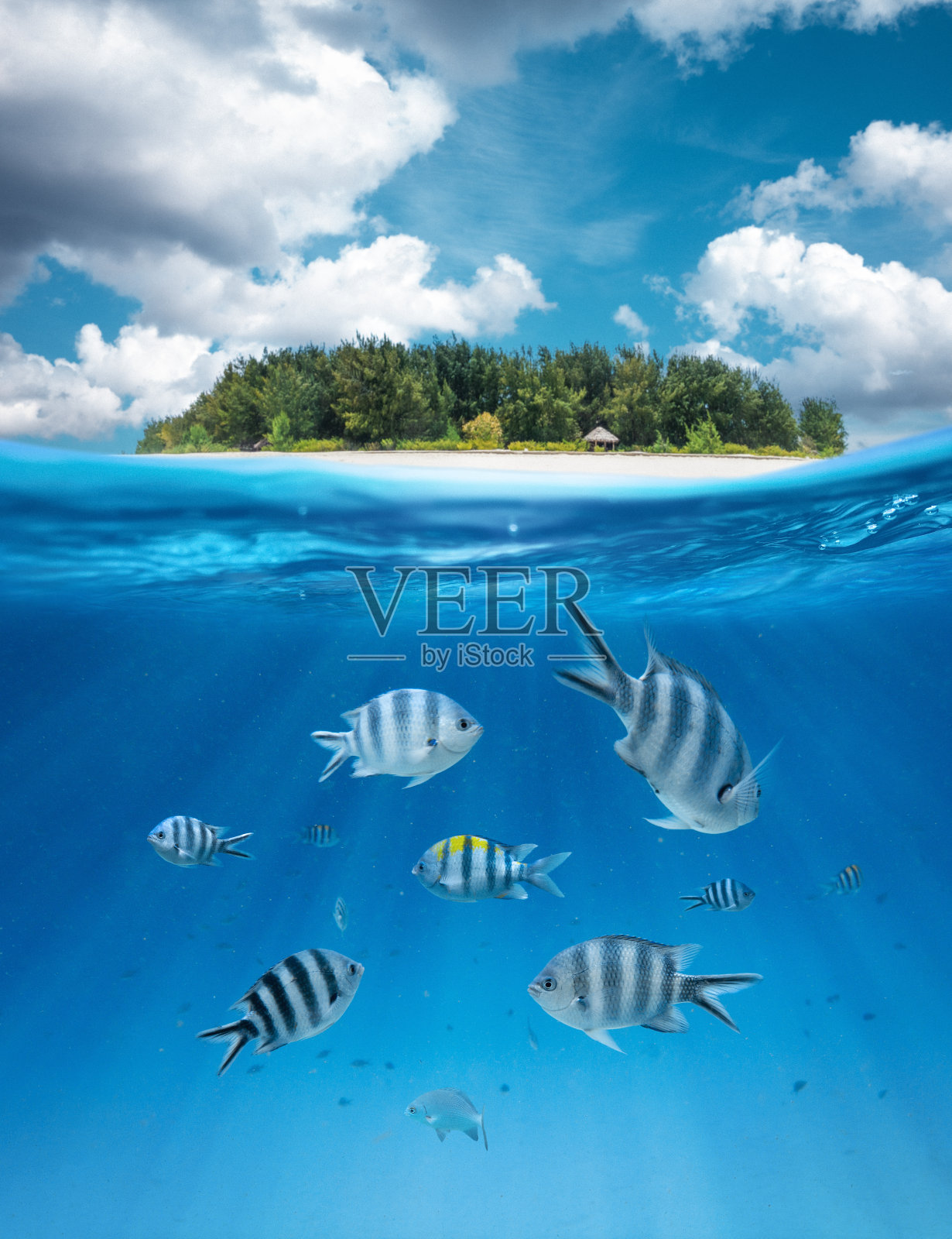 在水下生活照片摄影图片