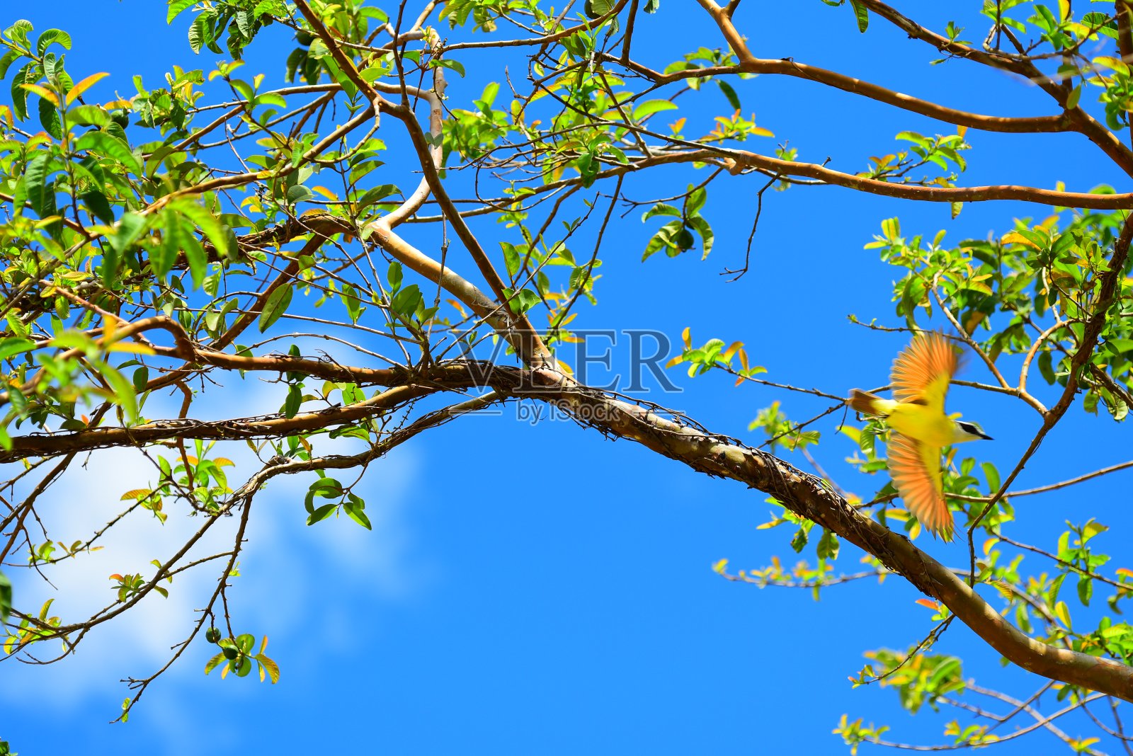 大Kiskadee从栖木上起飞，展开翅膀照片摄影图片