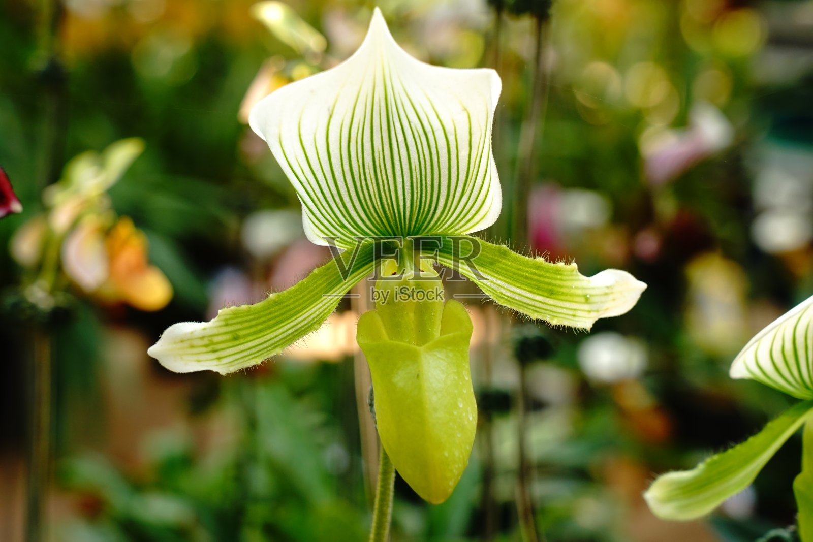 兜兰 godefroyae 黄色兰花照片摄影图片