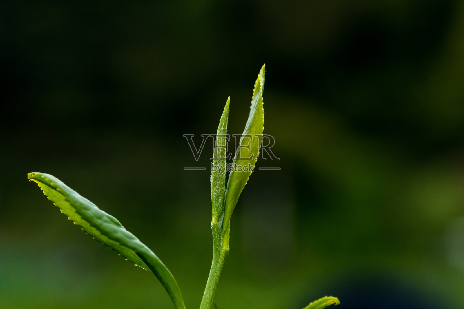 茶叶生长在亚洲，从远处可以看到雾气蒙蒙的茶园。照片摄影图片