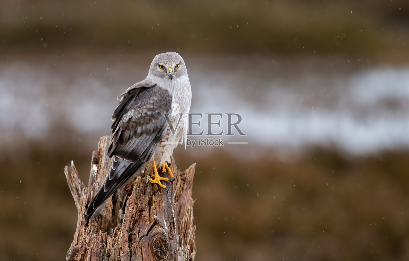加拿大的北鹞照片摄影图片