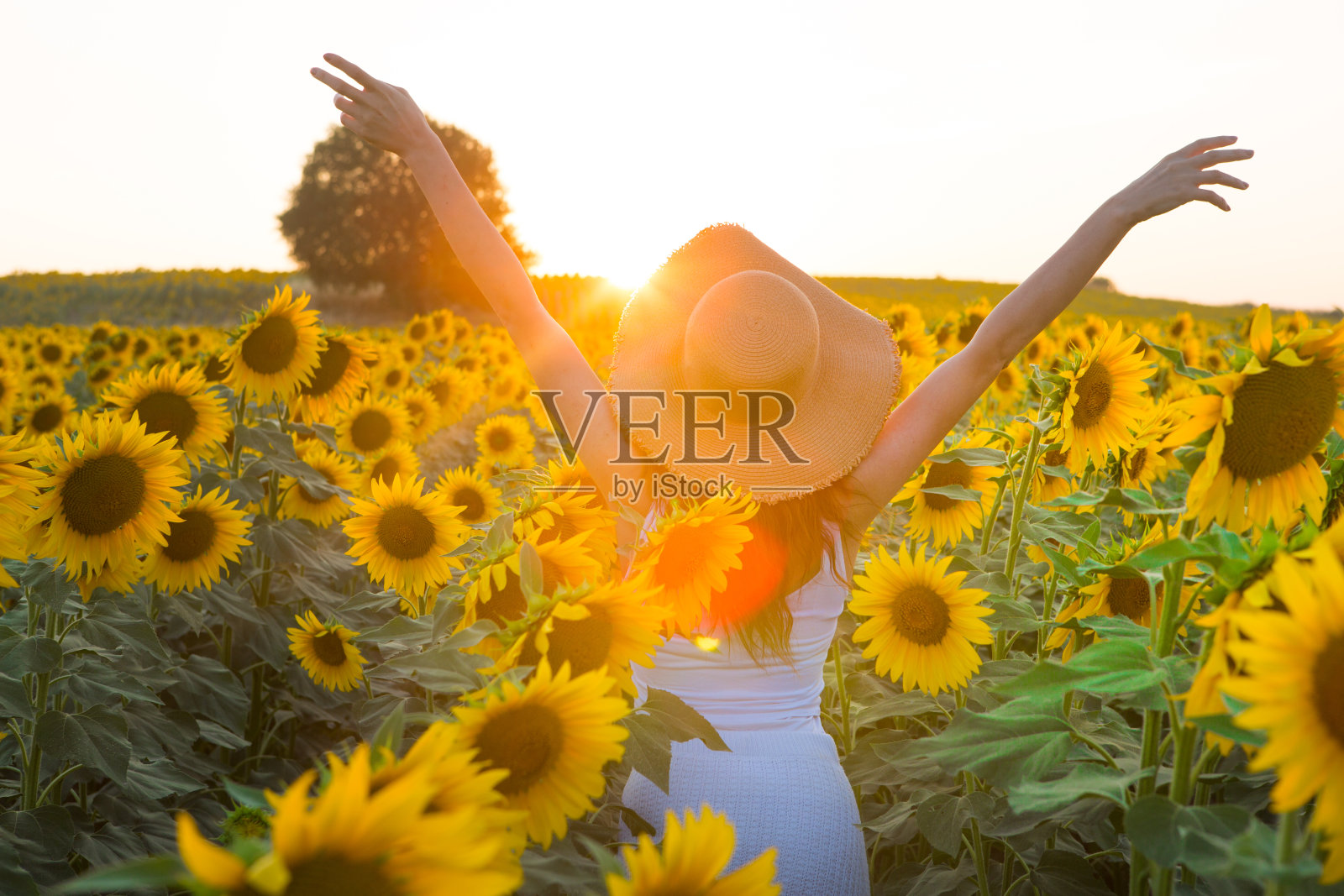 向日葵田里的美丽女孩，感性的女孩，在夏日的向日葵田上享受大自然，开怀大笑。太阳耀斑，阳光，灿烂的太阳。背光，躲在花后，照片摄影图片