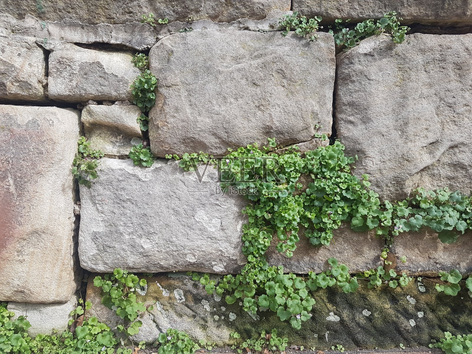 石头之间的绿色爬行动物照片摄影图片