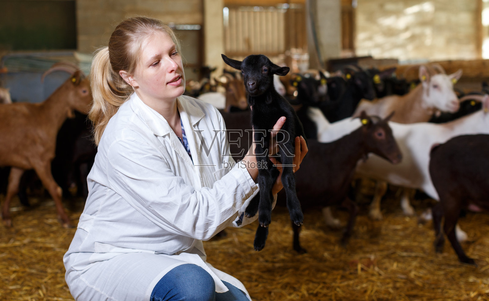 快乐的农民抱着小山羊照片摄影图片