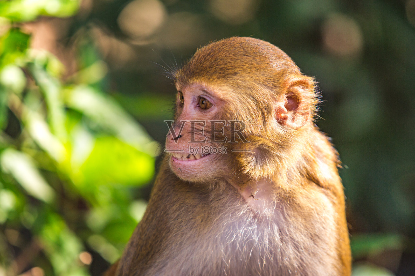 斯瓦扬布纳特佛教寺庙中心的恒河猴照片摄影图片